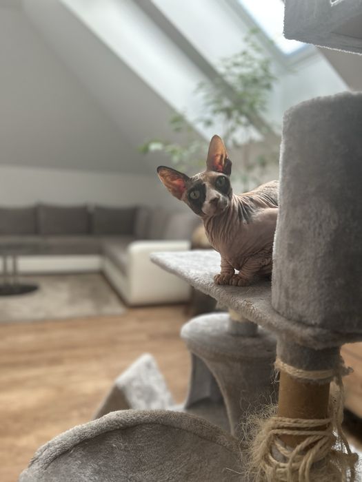 Hotel dla psów miejsce z pasją  i  Kociroom