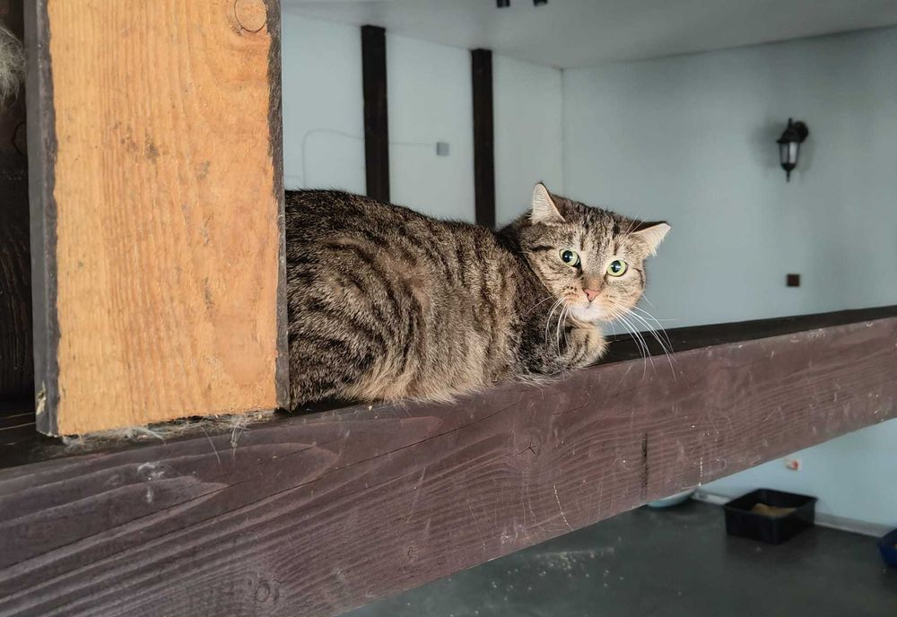 Chili szuka cierpliwego opiekuna