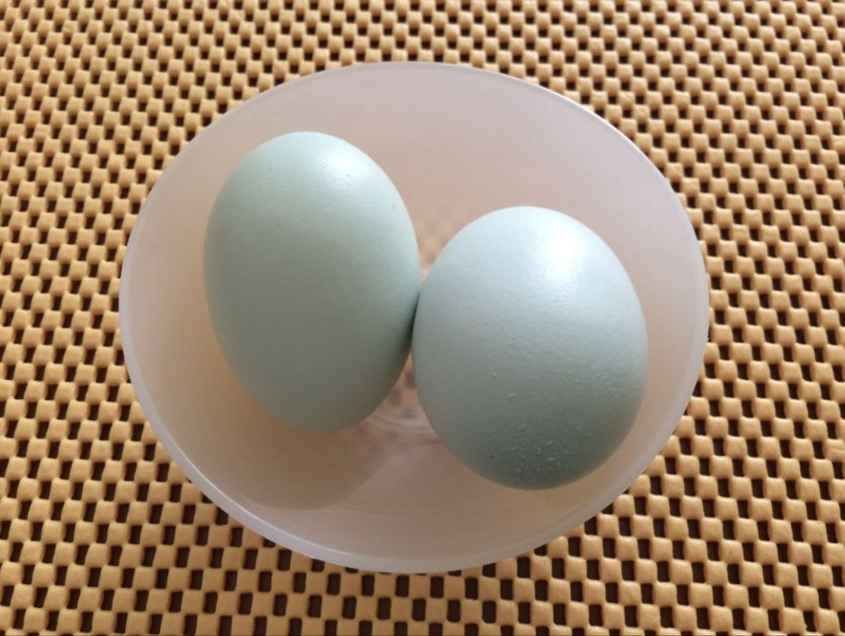 Galo e Galinha - LEG BAR