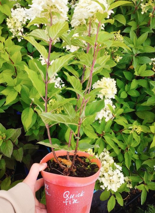 Саженцы гортензий, хвойных, декоративных, ягодных растений