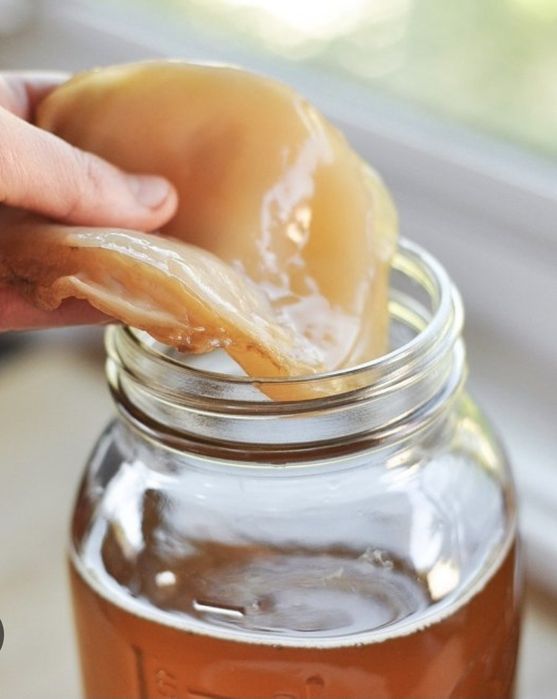 SCOBY grzybek do kombuczy