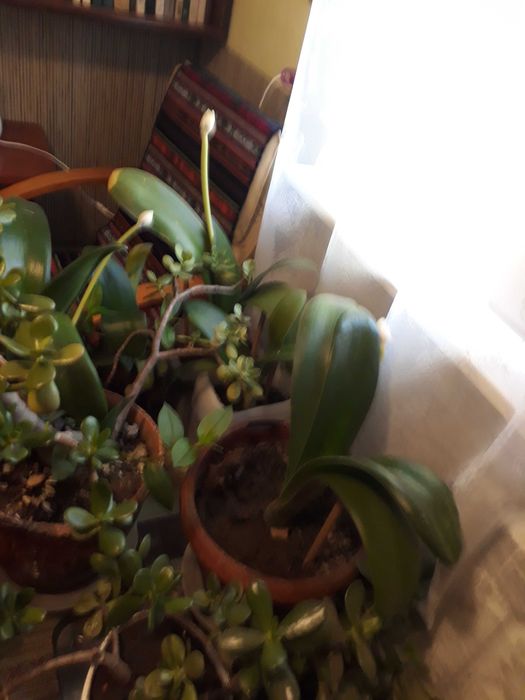 Алоэ, столетник. Гемантус, денежное дерево..