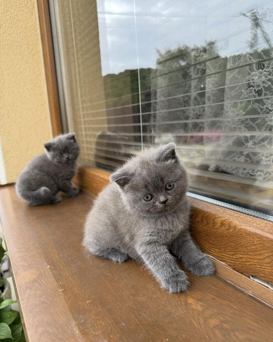 Прямовухі шотландські кошенята