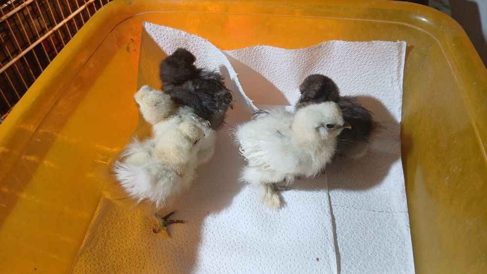 Olive egger Moss egger Marans Araucana Silki  Australorp Chabo