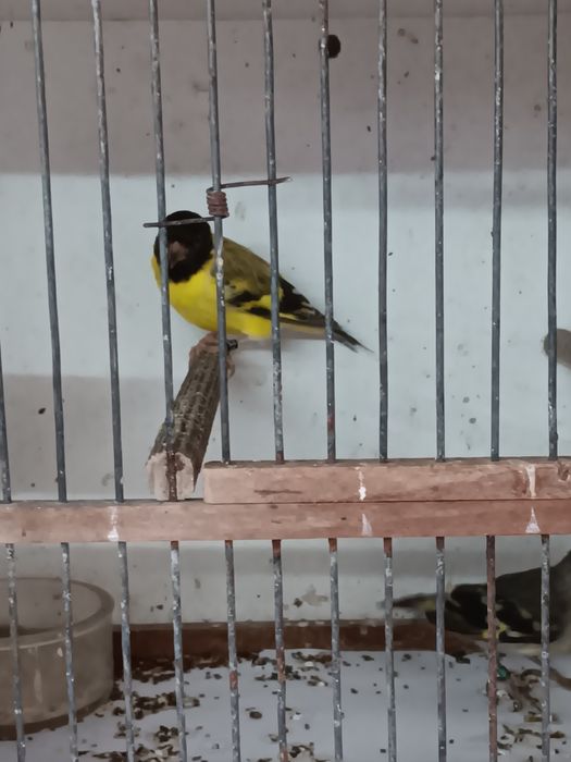 Casais de magelanicos clássicos e topázios