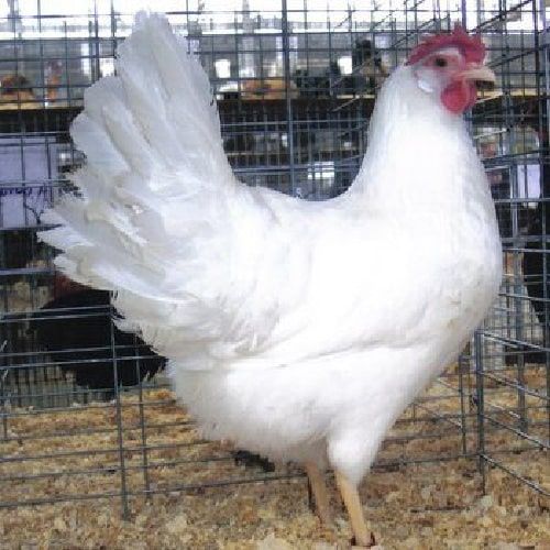 Kury leghorn Bircza Nioski śćiółkowego howu