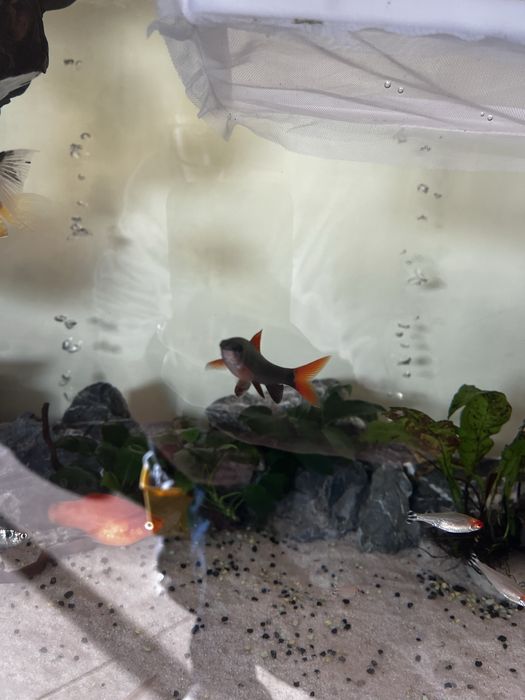 Vendo labeo frenatus