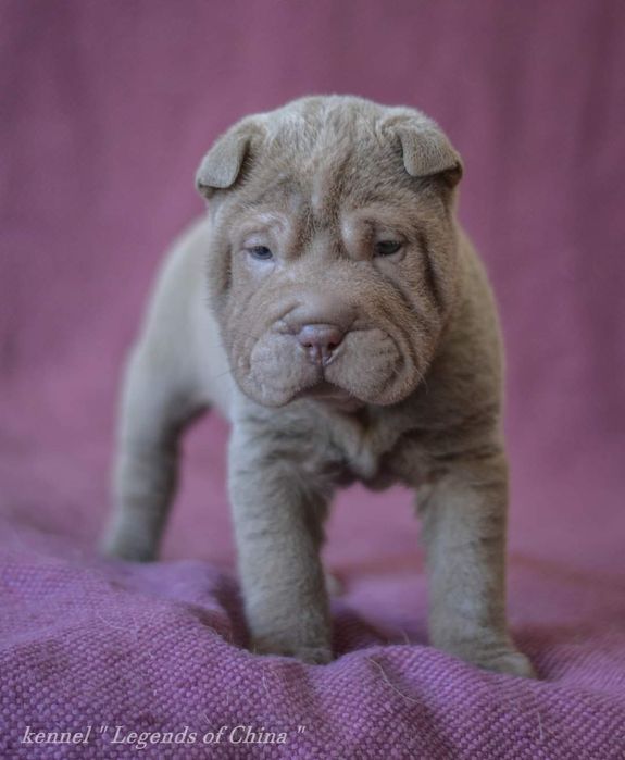Цуценята Shar Pei