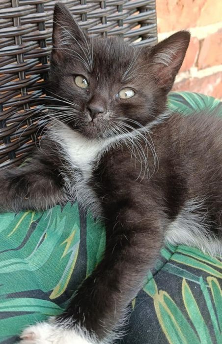 Oddam kotka samiec czarny z białym w dobre ręce!