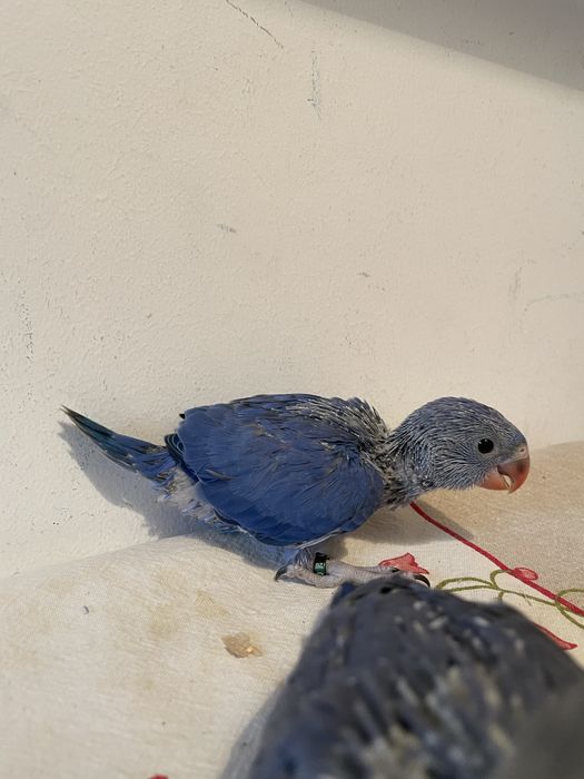 Ring necks bebes criados à mao de varias cores