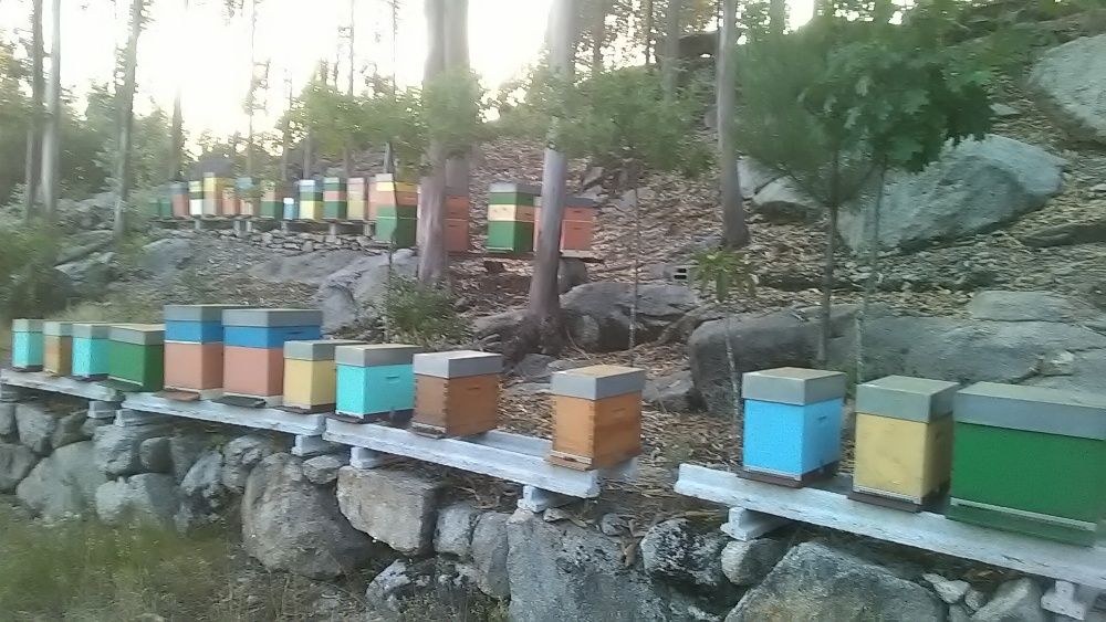 Enxames de abelhas Apis mellifera e rainhas