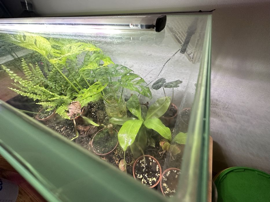 Terrarium tropikalne/botaniczne