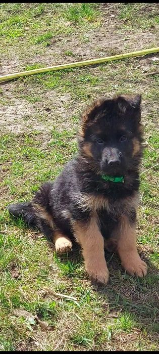 Цуценята нім.вівчарки довгошерсні.