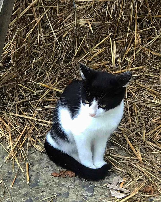 Віддам прерасних кошенят