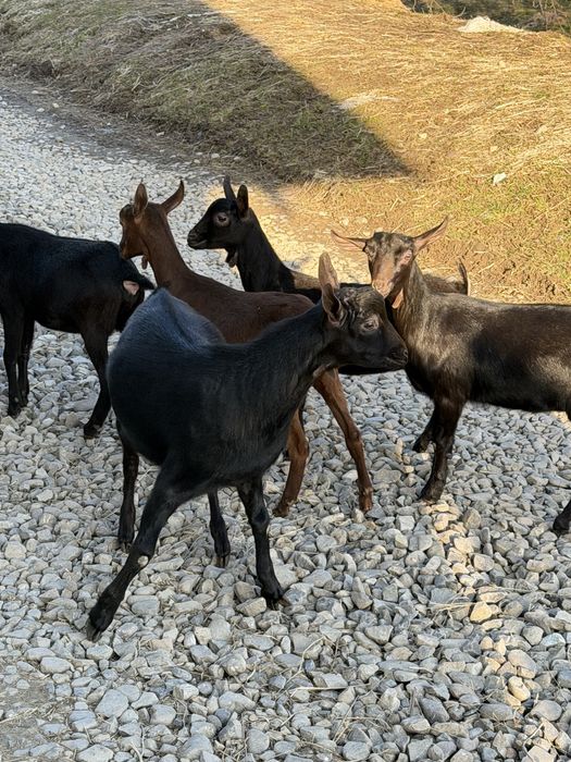 Продам козенята мурсія-гранада 100%