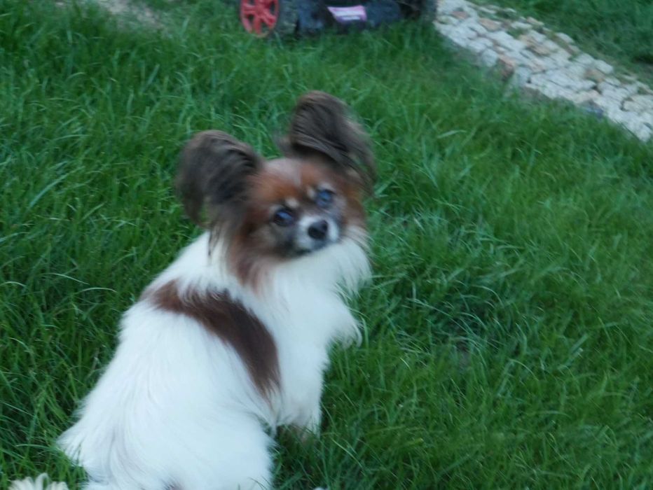 Papillon -piesek