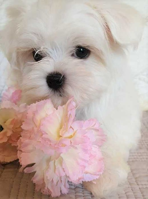 Maltańczyk standardowy Piesek. Metryka, chip.