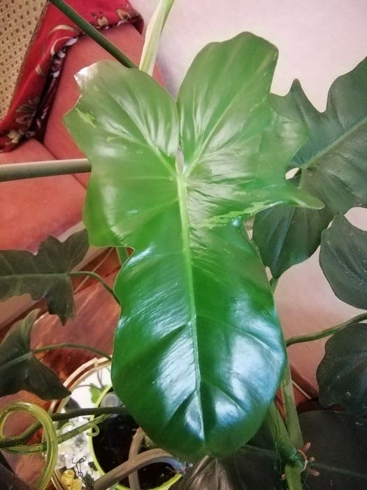 Продається філодендрон Лайм Фідл