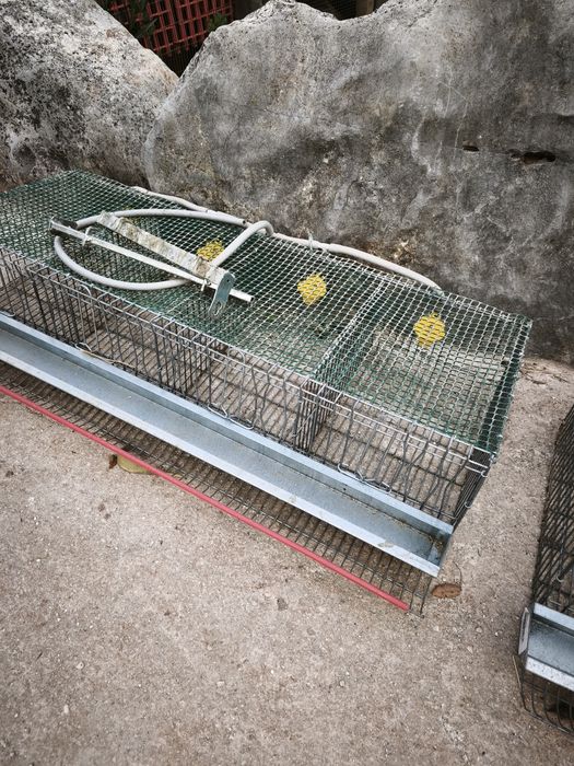 Jaulas para codornizes reprodutoras