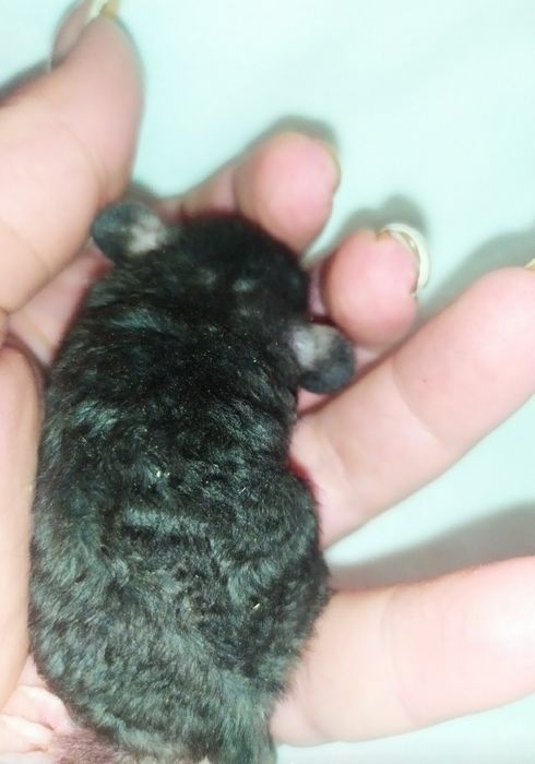 Продаж кучеряві Дамбо Рекс , Крыса, щур