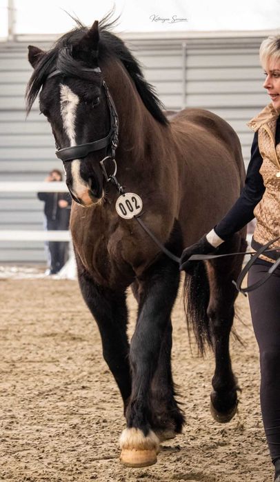 Ogier Walijski sekcji D Welsh Cob
