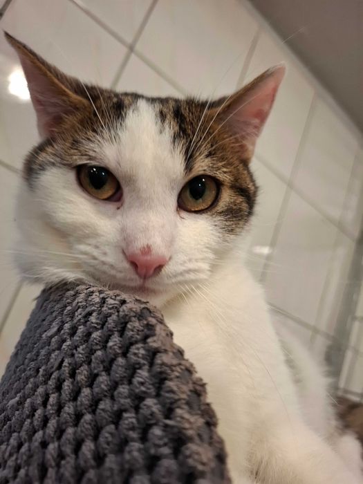 Młodziutki Netto tęskni za dobrym i odpowiedzialnym domem