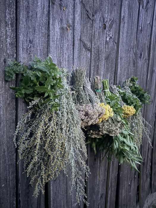 Bylica piołun kocanka krwawnik pokrzywa  zioła ekologiczne