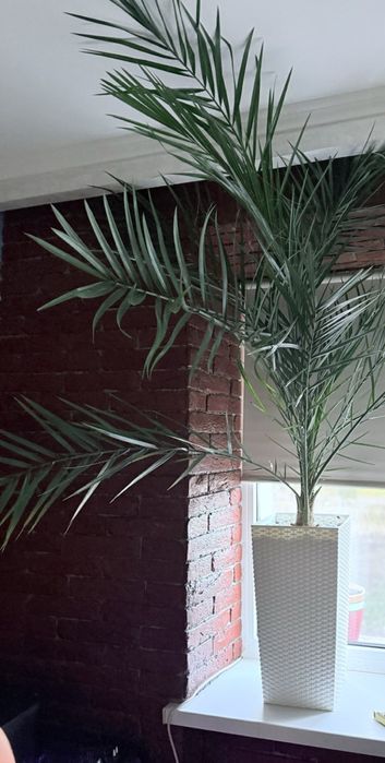 Пальма великіх розмірів