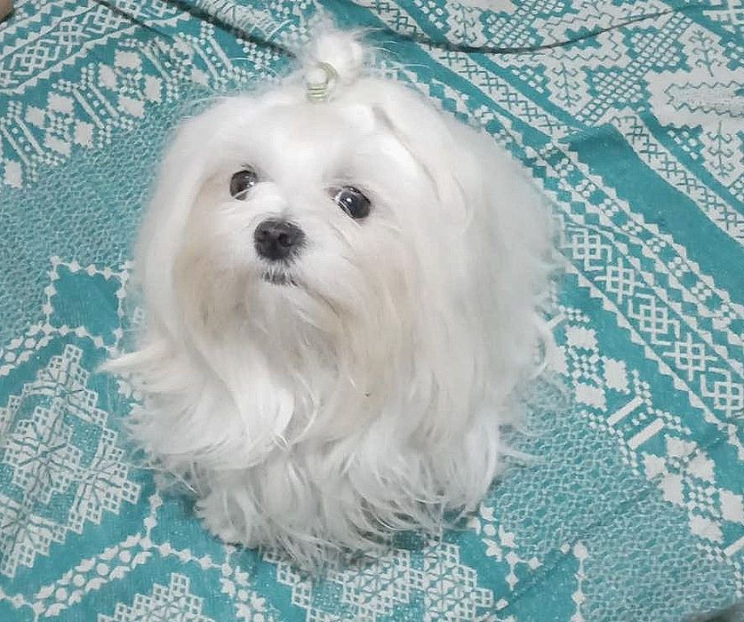 Вязка. Мальтезе.