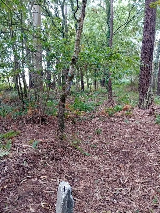 Terreno Forjães 460m² – Ideal para Mini Quinta ou Pomar