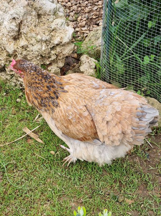 Galinhas criadas ao ar livre