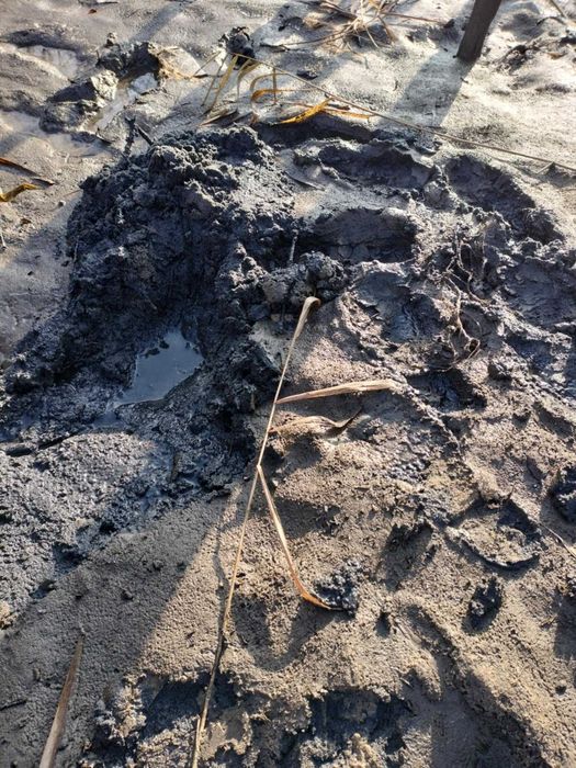 Oddam nawóz (osad denny ze stawu,muł,obornik)