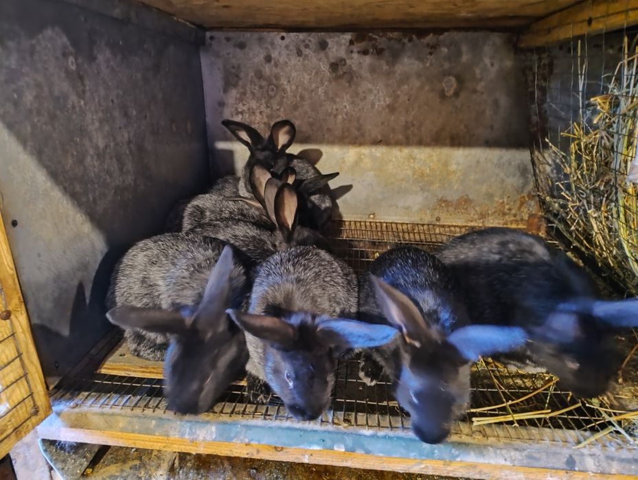 Продам кролі. Термон білий. Полтавське срібло.