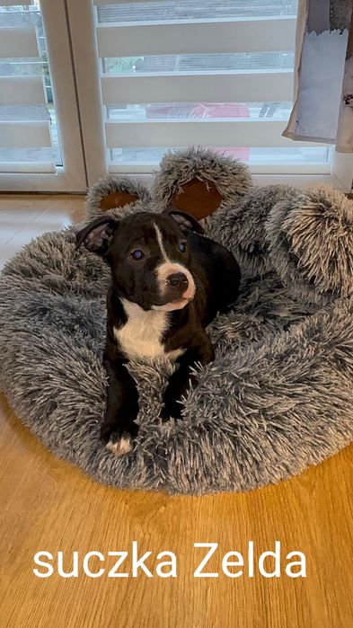 American Staffordshire Terrier