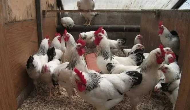Продам інкубаційне яйце Мастер Грей.
