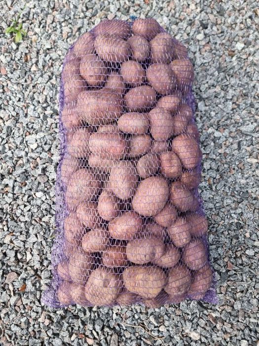 Продам велику картоплю