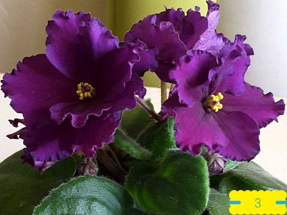 ФИАЛКИ (сенполии) сортовые ЛИСТИКИ (5), детки, стартеры, с бутонами и ЦВЕТУЩИЕ