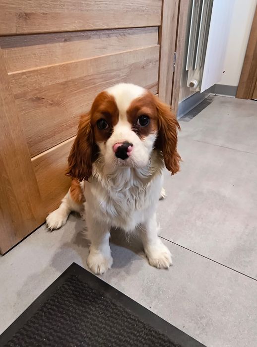 Cavalier King Charles Spaniel