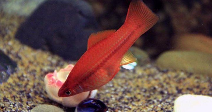 MISIEKZOO żyworódki - Mieczyki mix kolorów