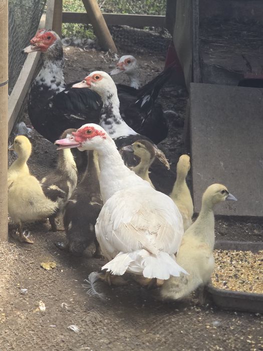 Patos mudos 3 fêmeas 1 macho