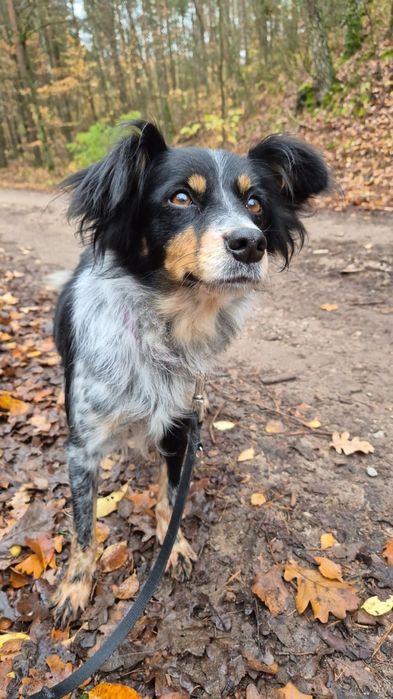 Maciejka wróciła z adopcji, poszukiwany dom!