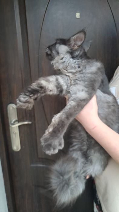 Kocurek czarny dymny