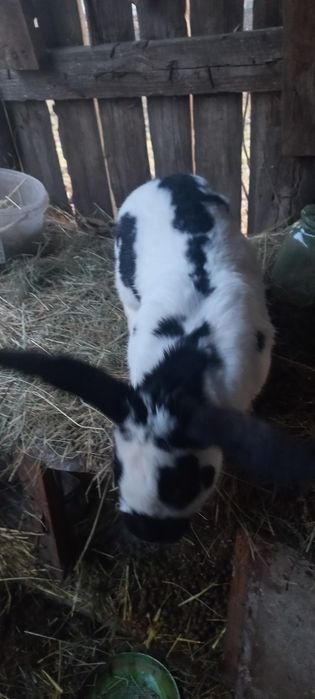 Продам кролів 1 рік