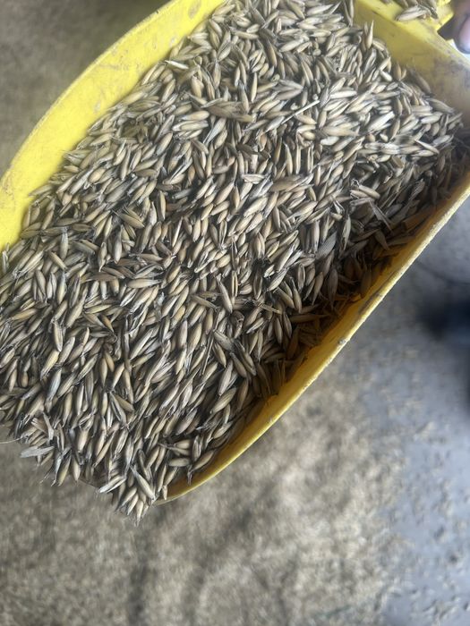 owies dragon do siewu