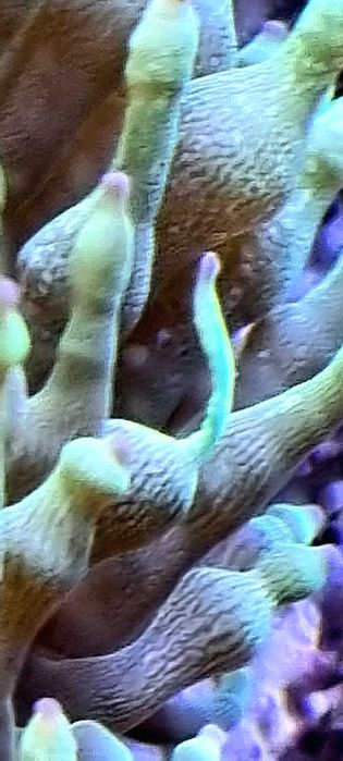 ukwiał Cribrinopsis crassa z własnej hodowli