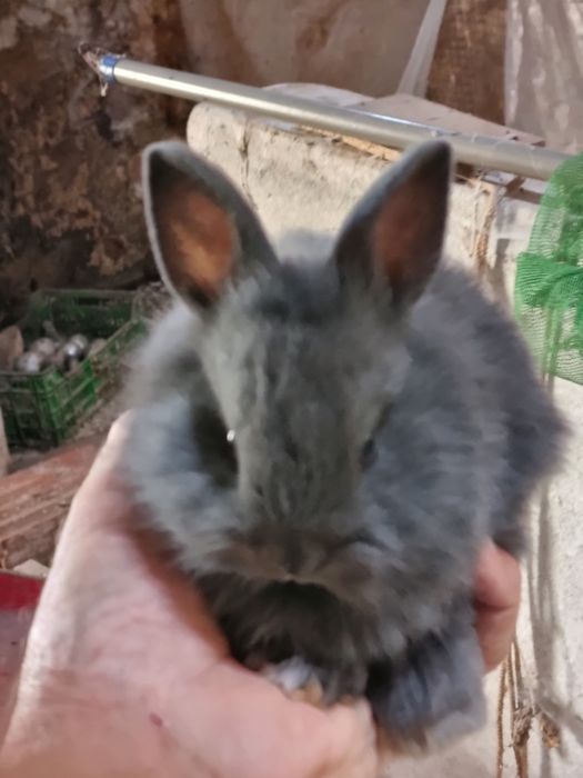 Coelhos anoes bebes mini lop, toy e holandeses