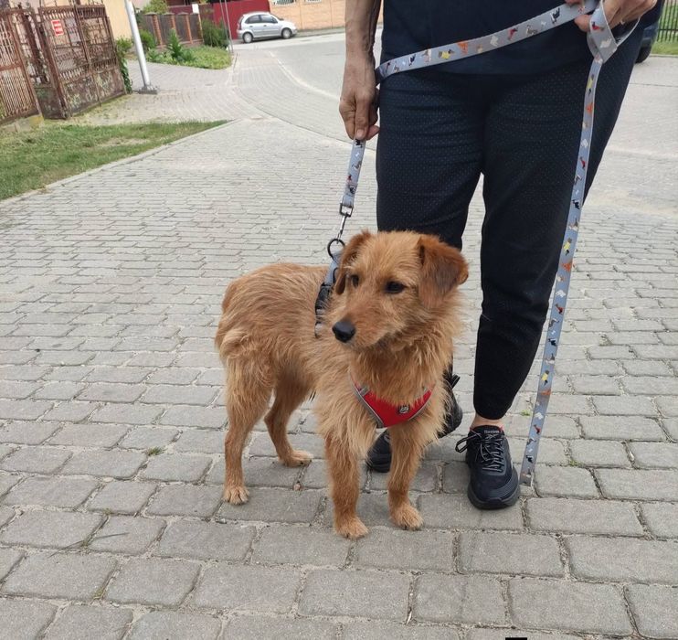 Słodki karmel szuka domku