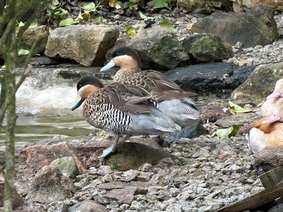 Patos exóticos  e  pavões