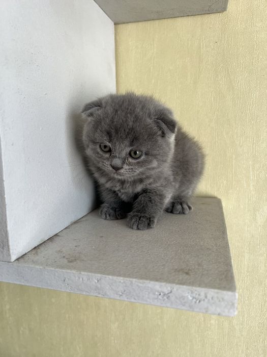 Продам котів Британці та вісловухі