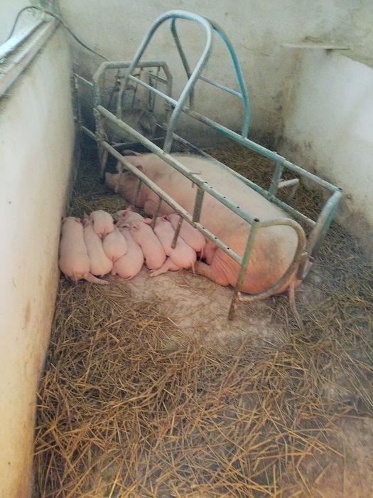 Продаються поросятка
